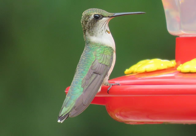 A juvenile male Ruby-throated hummingbird at a feeder